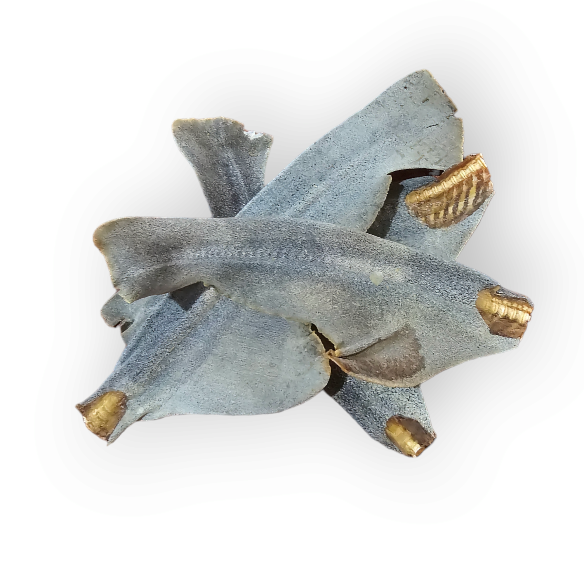 Shark Tails Clearance